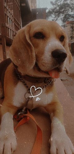 Beagle female dog