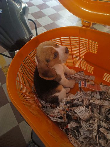 Beagle Female