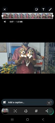 Beagle female puppies