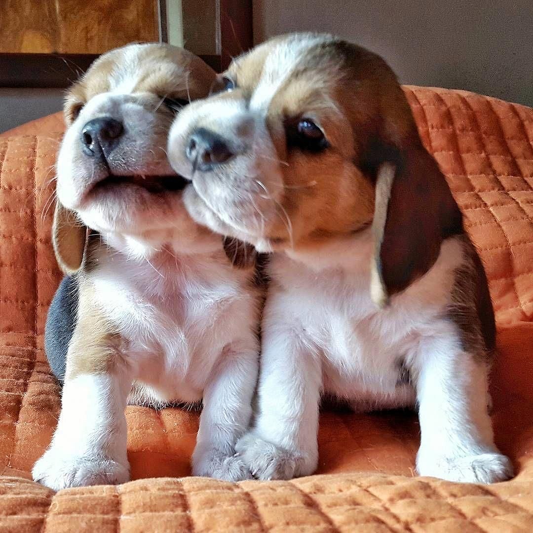Beagle female puppies available