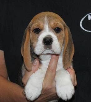 beagle female puppies for sale