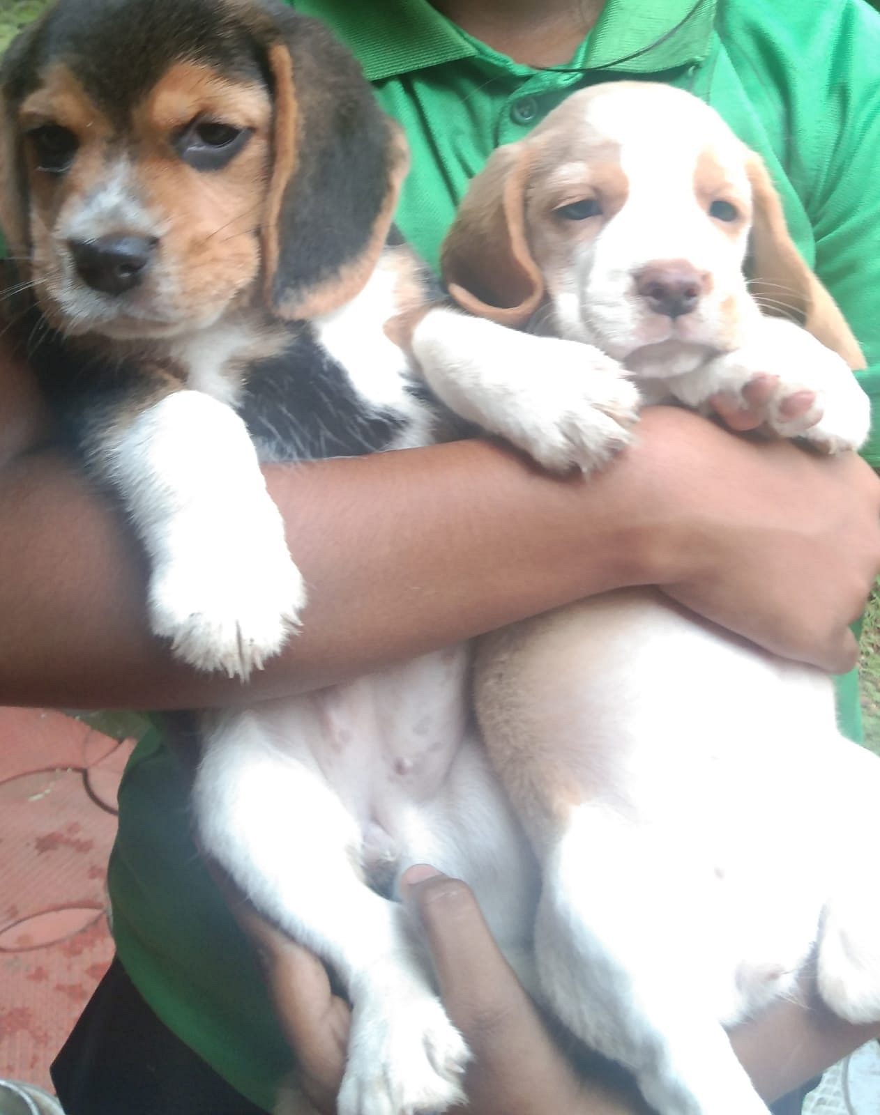 BEAGLE FEMALE PUPPIES TWO NUMBERS