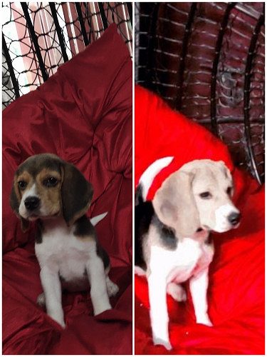 Beagle female puppy