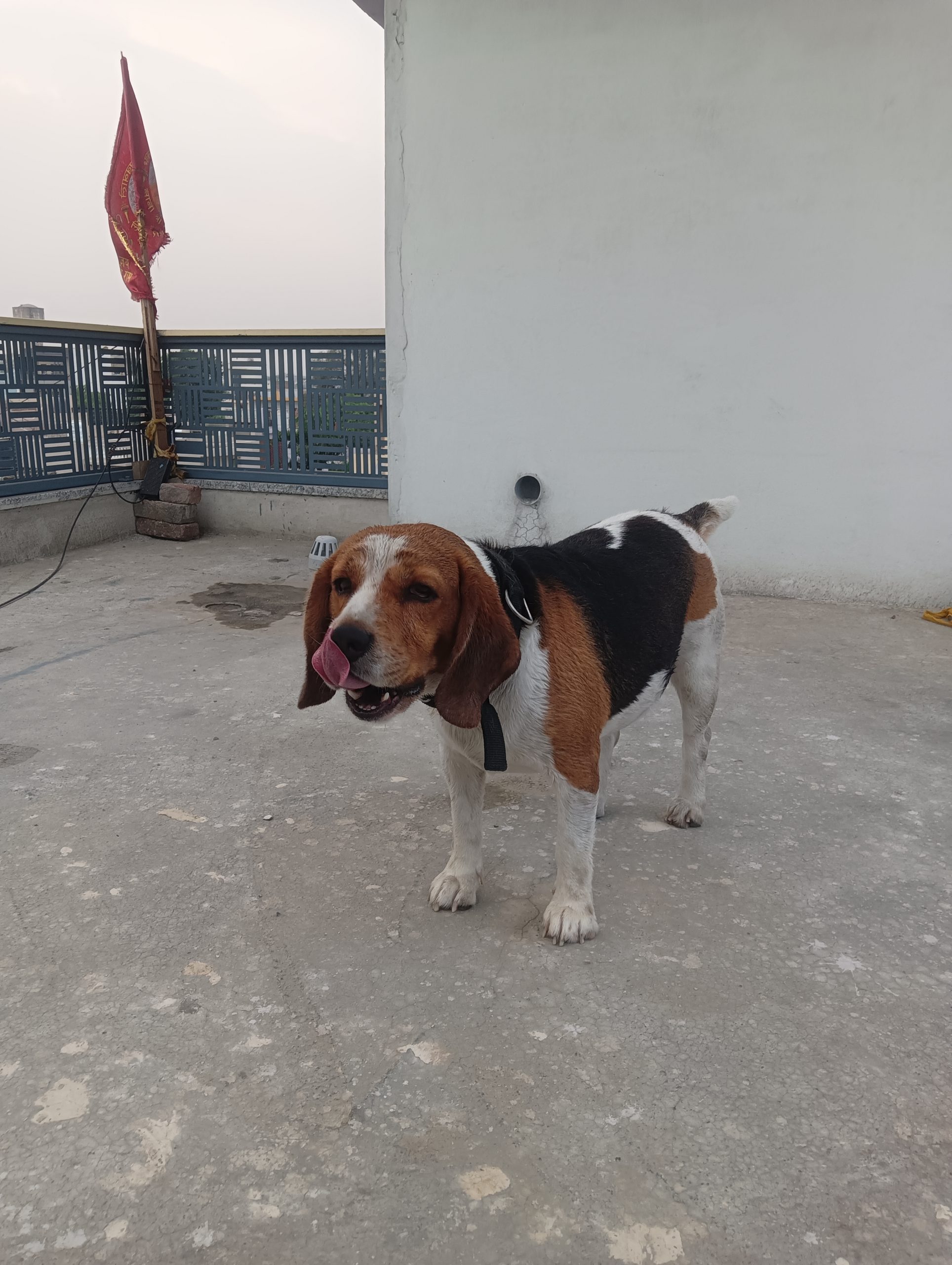 Beagle London breed