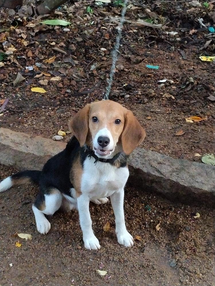 Beagle (Male )