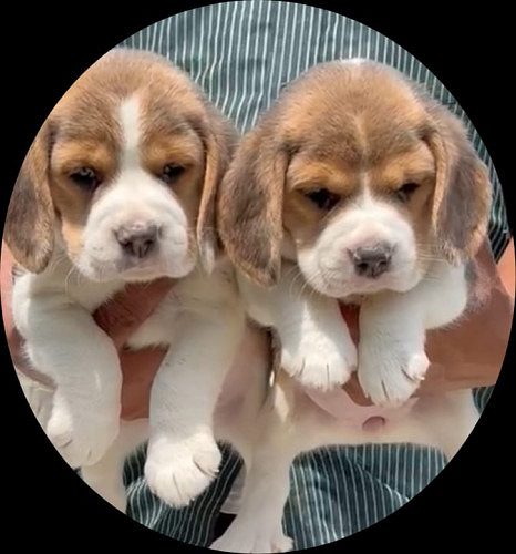 Beagle Male and female puppy available in Delhi Gurgaon Location 8570830887