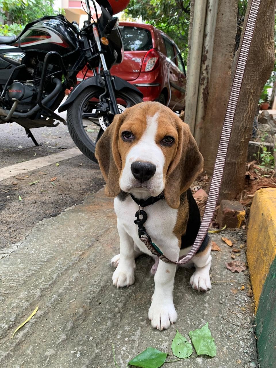 Beagle Male pup for Sale