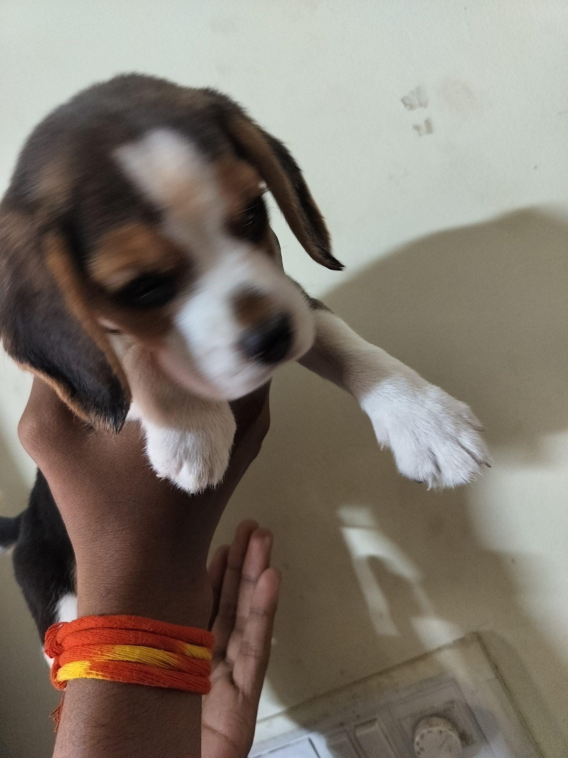 Beagle male puppy