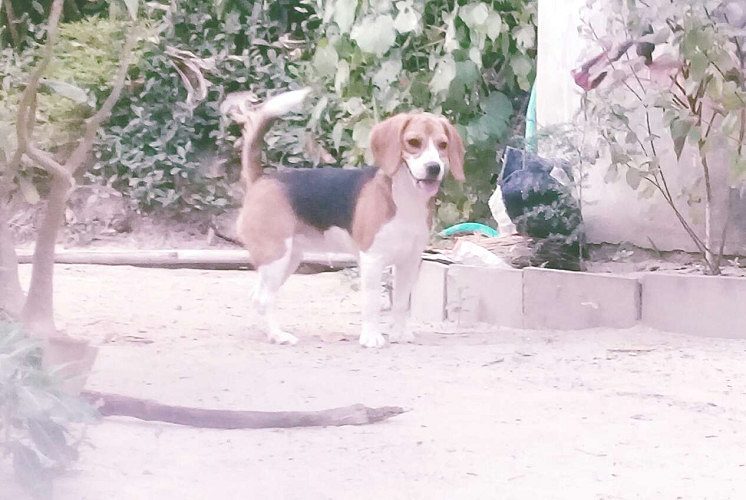 Beagle 6 month kennel registered champion lineage female