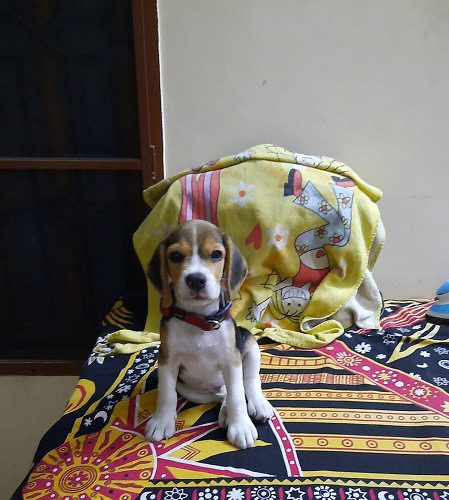 beagle for sale 4 monthsold