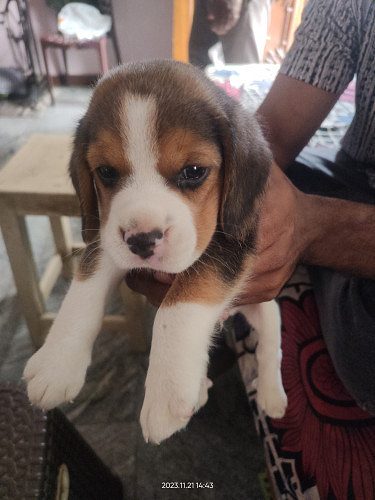Beagle one month puppy