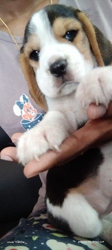 Beagle pedigree puppy 2 months old