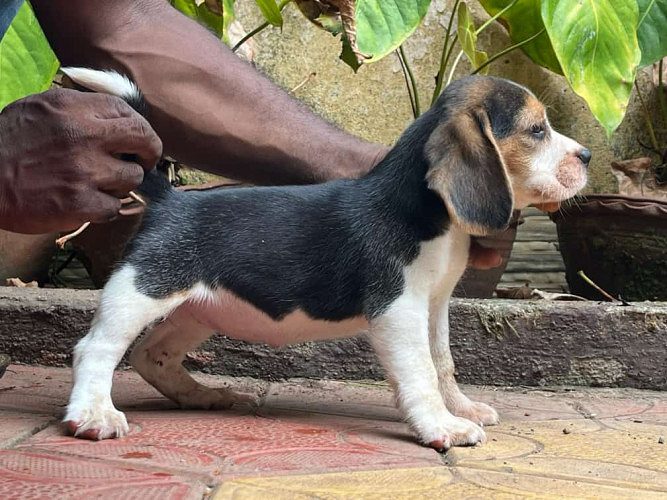 Beagle puppies available