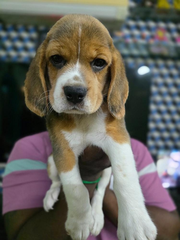 Beagle puppies available 8825472494
