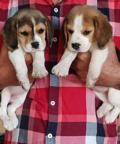 Beagle Puppies Available In Delhi Trust Kennel