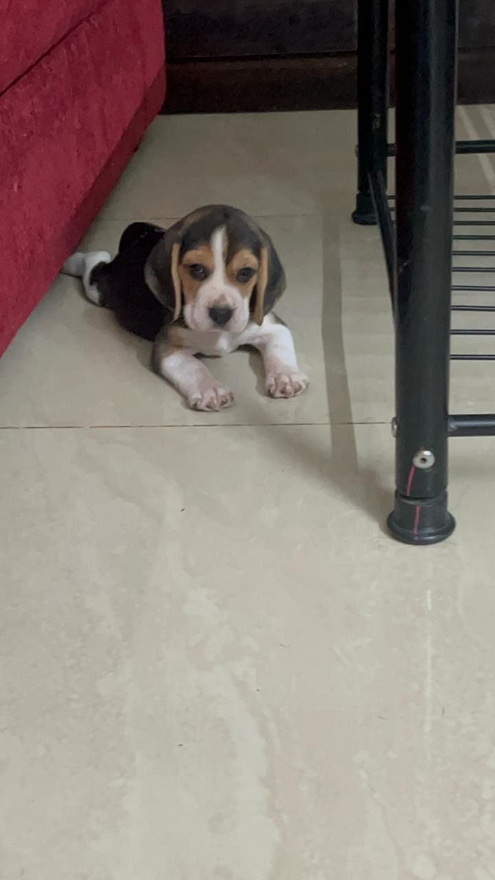 Beagle puppies available in Chennai