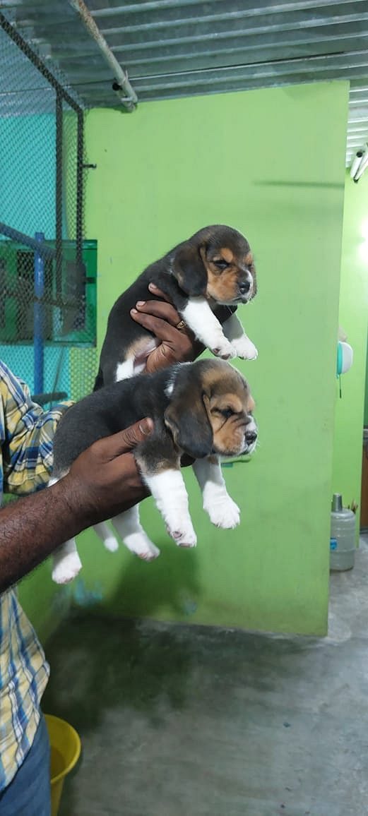 Beagle puppies available in Chennai
