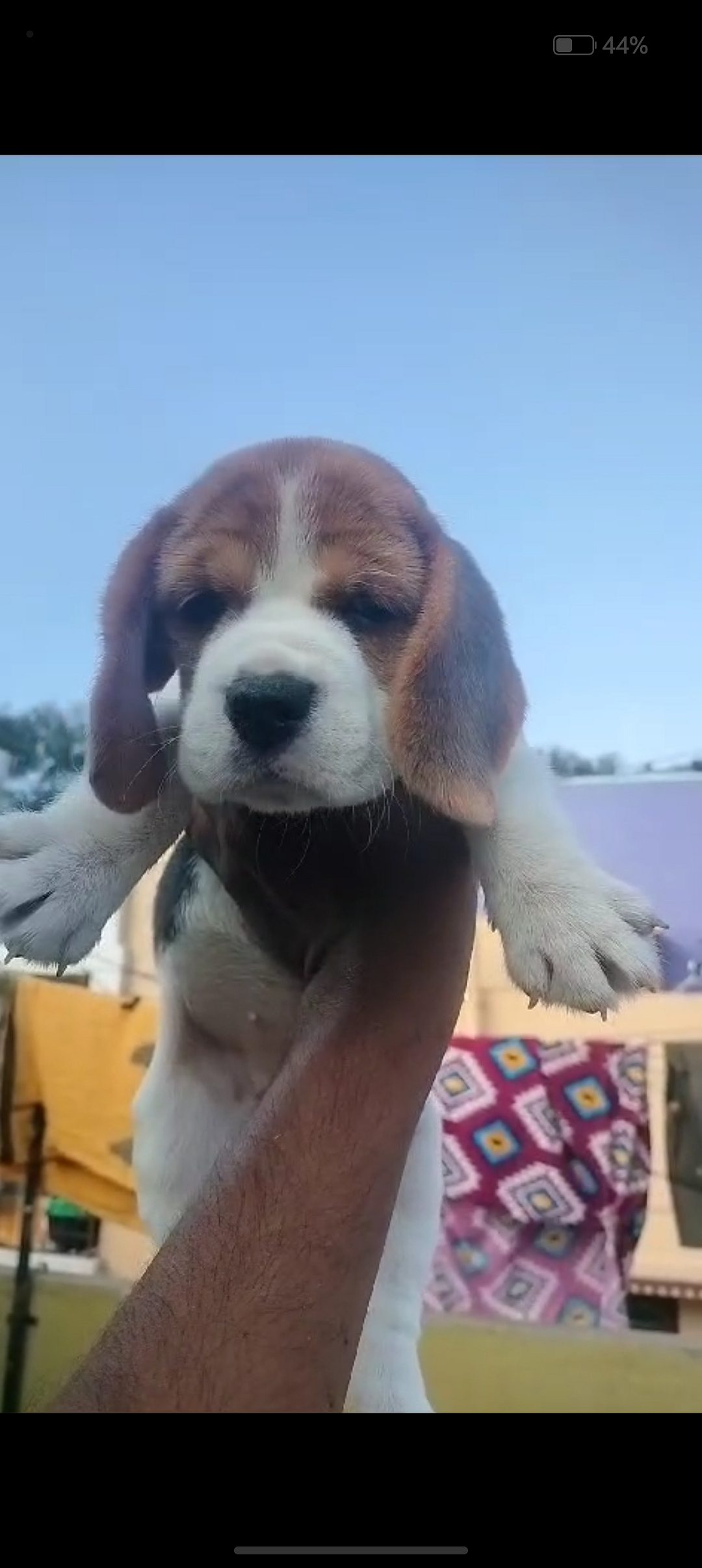 Beagle puppies available