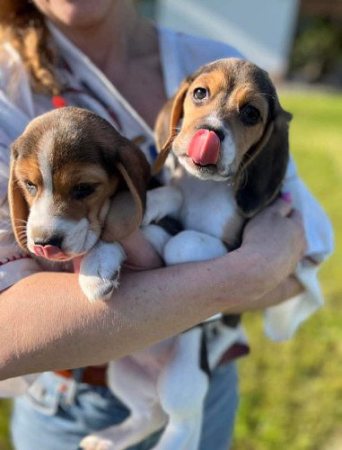 Beagle Puppies For Sale In Bangalore