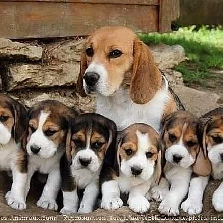 Beagle puppies for sale in Bangalore