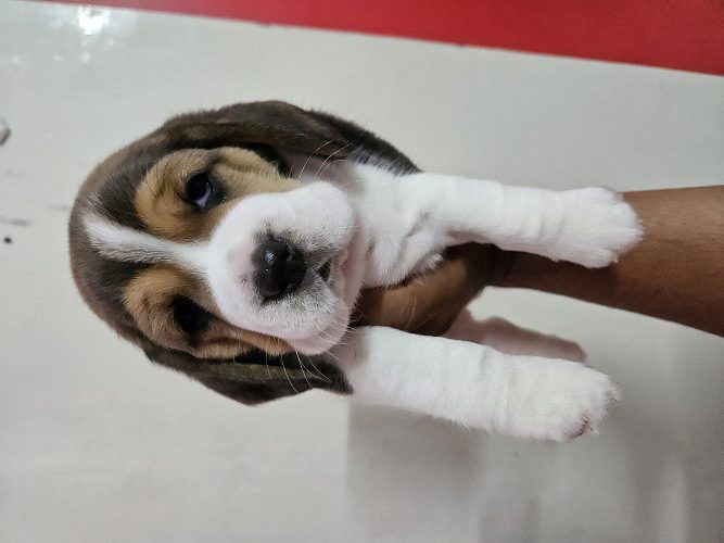5 Beagle puppies