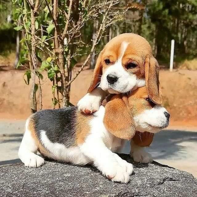 Beagle puppies