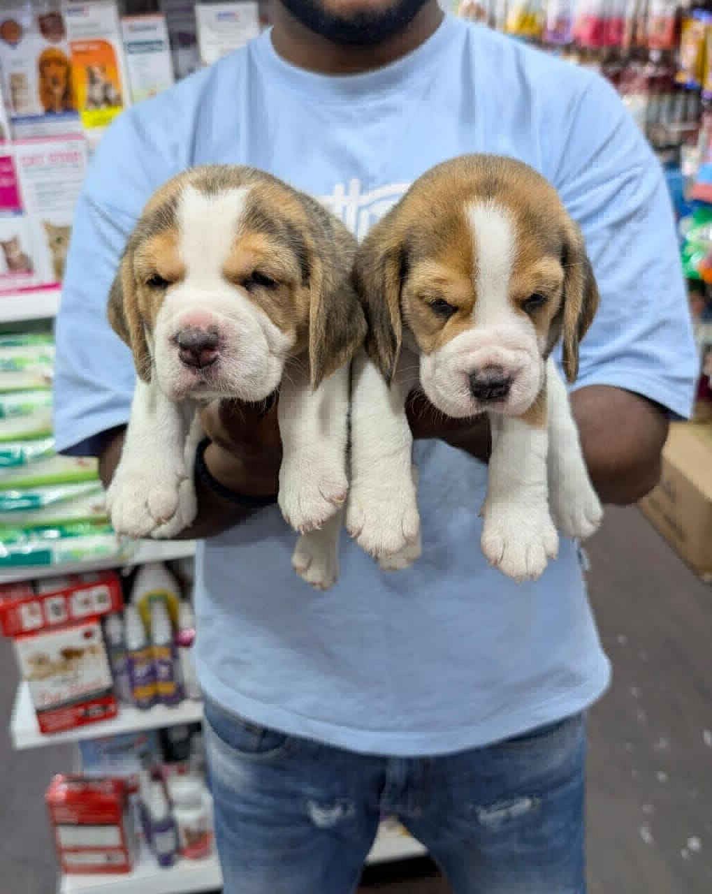 Beagle puppies