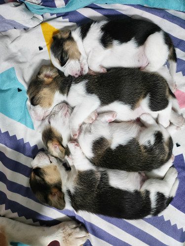 Beagle Puppies