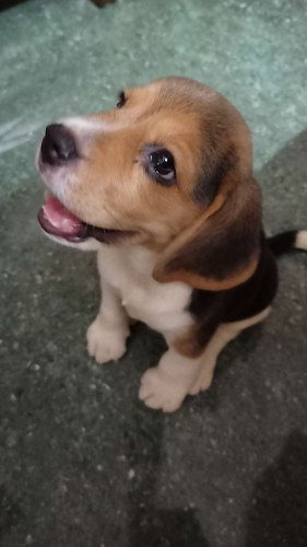 Beagle puppy 45 days old  Original breed 