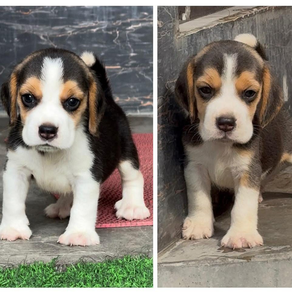 Beagle Puppy in Chandigarh | Jalandhar | Delhi NCR