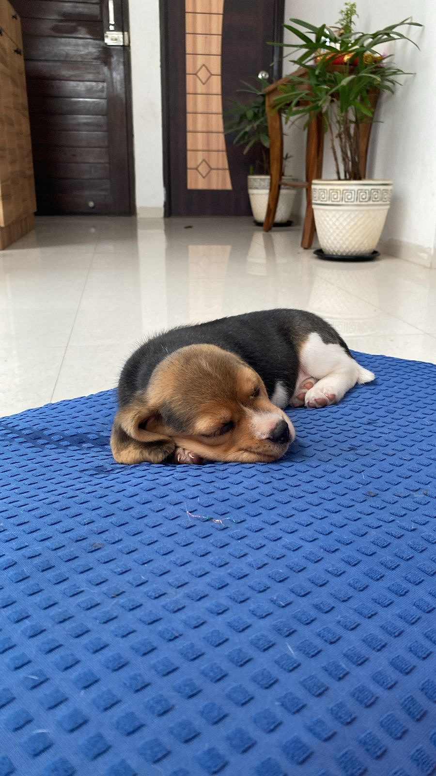 Beagle puppy