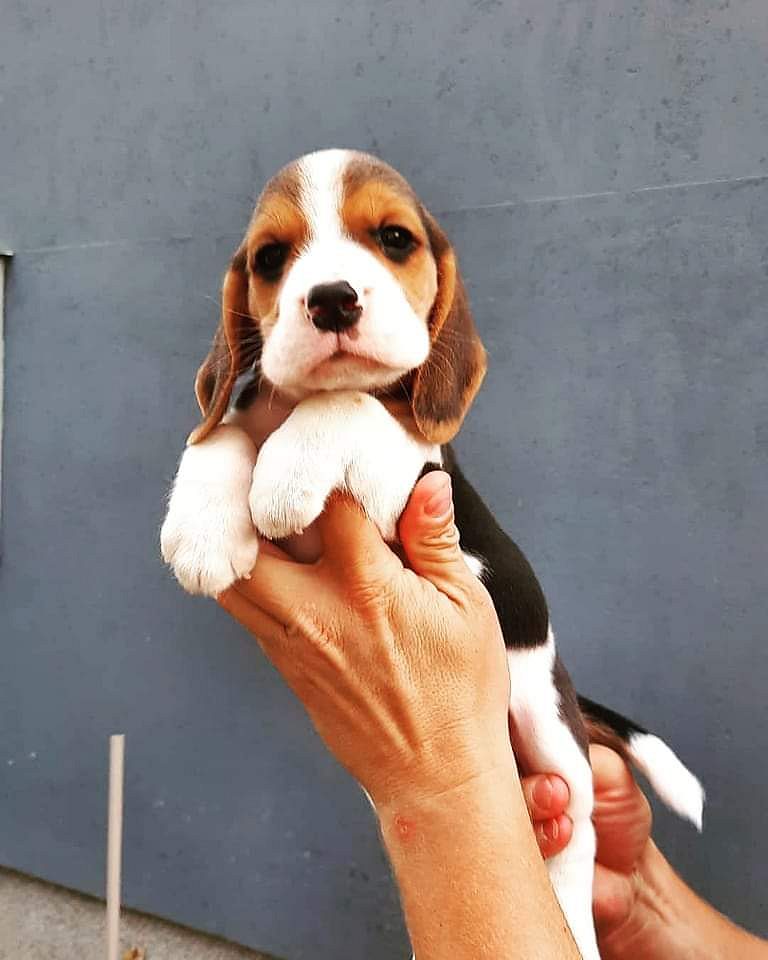Beagle puppy