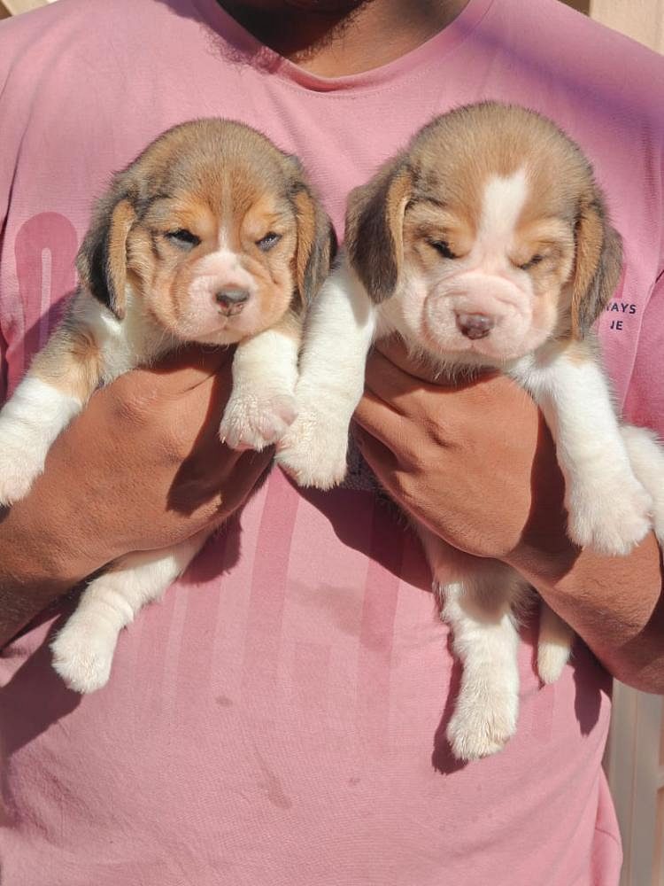 Beagle puppy