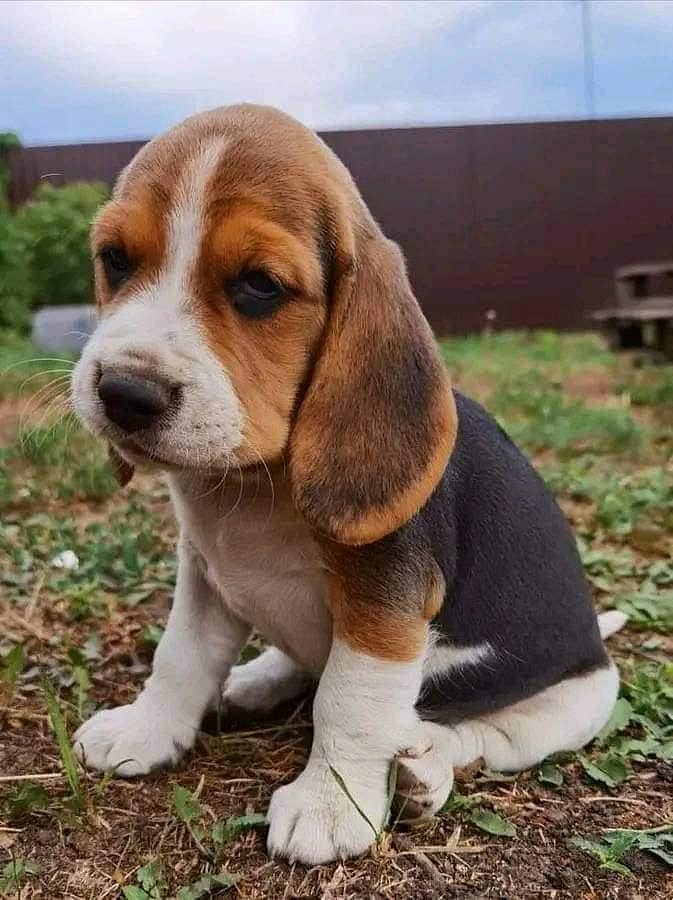 Beagle puppy