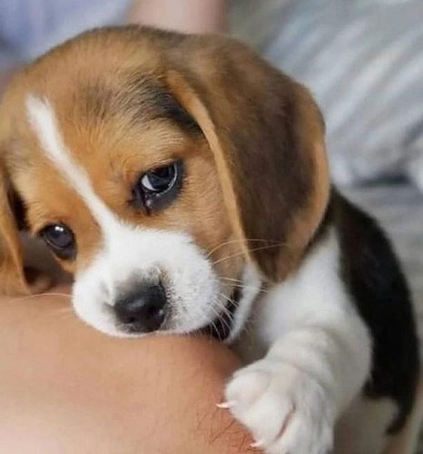 Beagle puppy