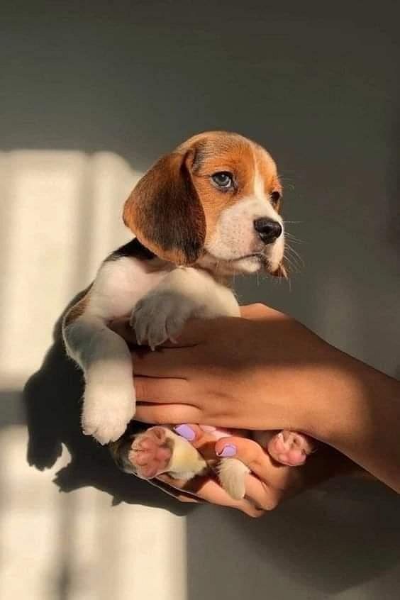 Beagle puppy