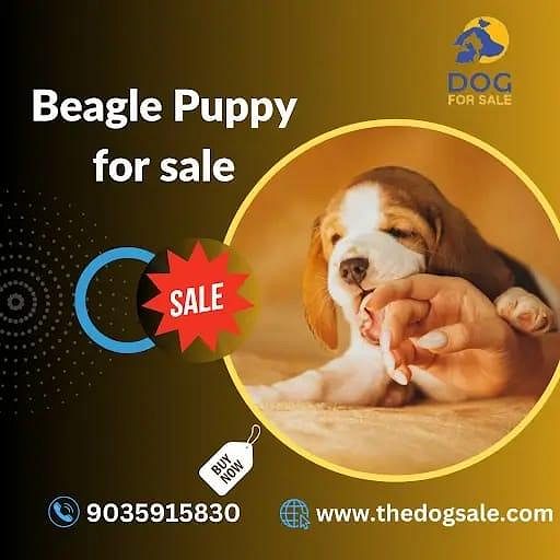 Beagle puppy