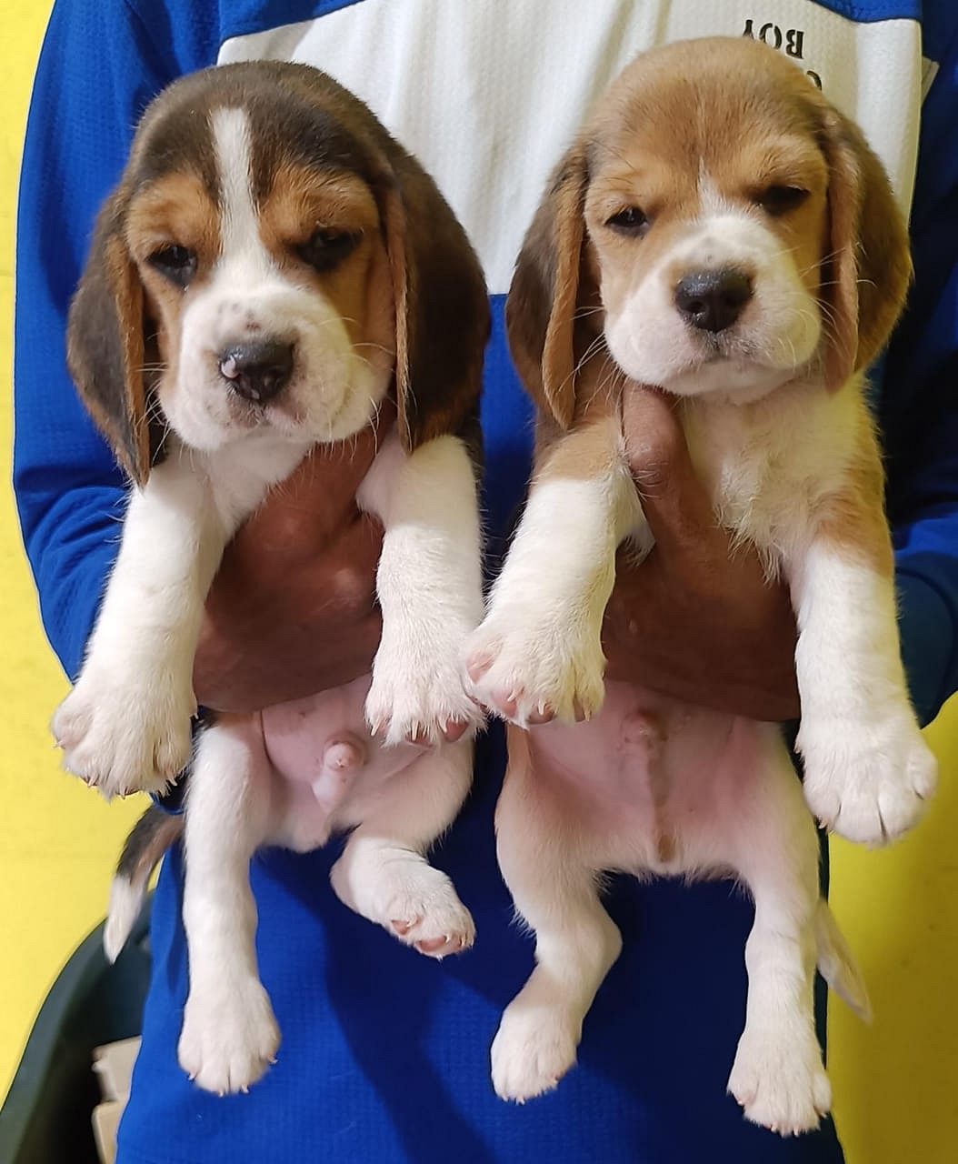 Beagle puppy