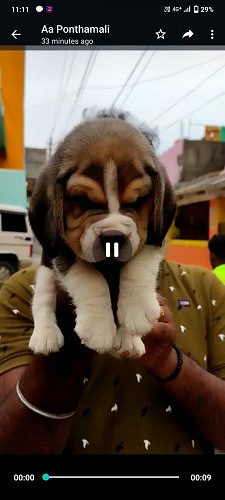Beagle puppy