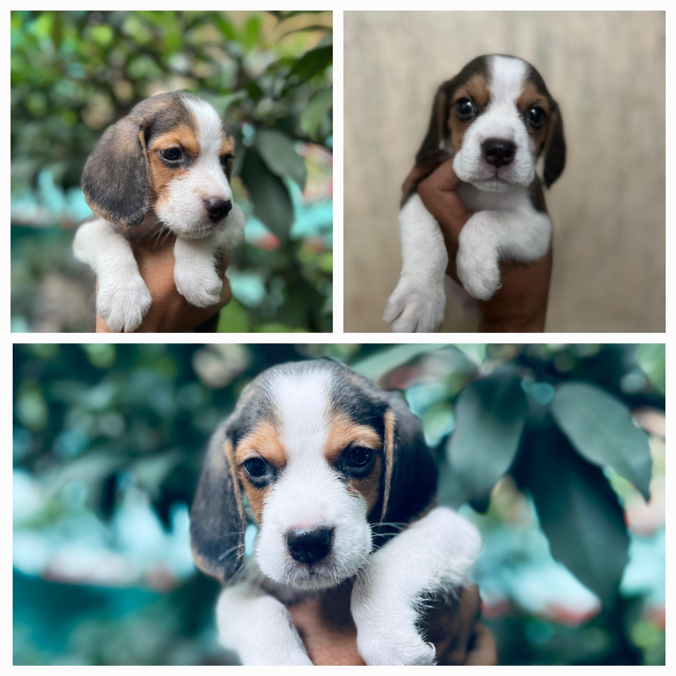 Beagle puppy