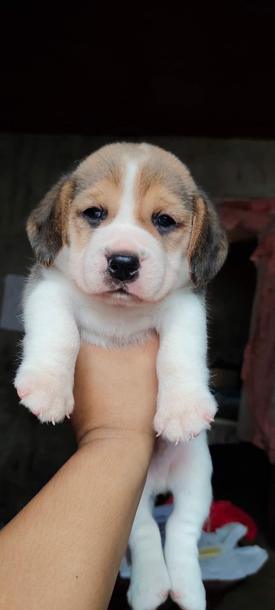 Beagle puppy