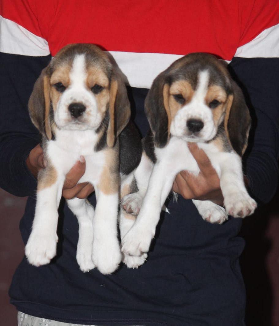 Beagle puppy