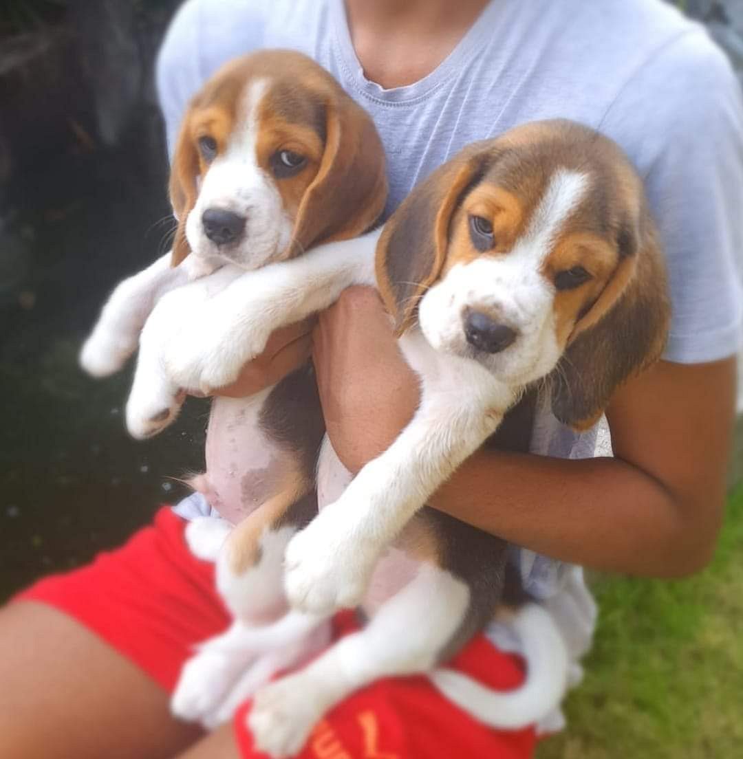 Beagle puppy
