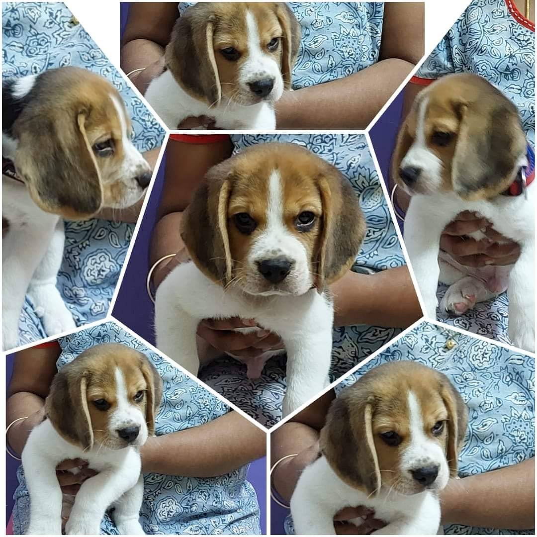 Beagle puppy