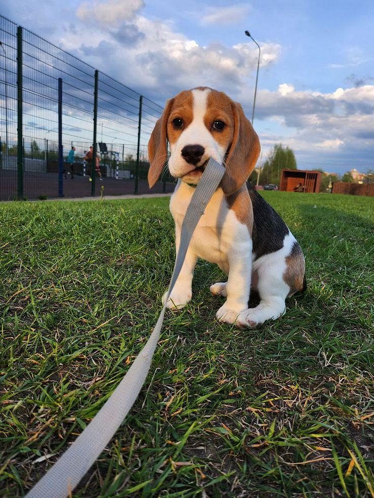 Beagle puppy