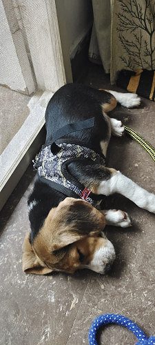 Beagle puppy female for sale