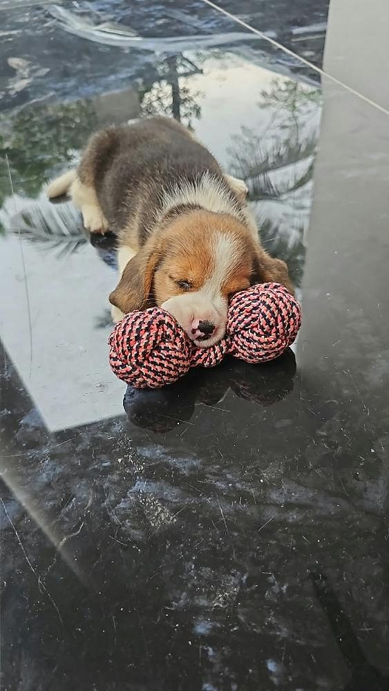 Beagle Puppy Male
