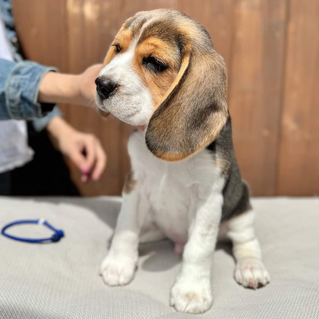 Beagle puppy for sale in Mumbai