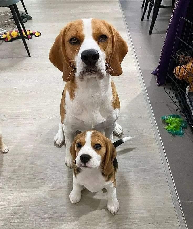 Beagle puppy in mumbai