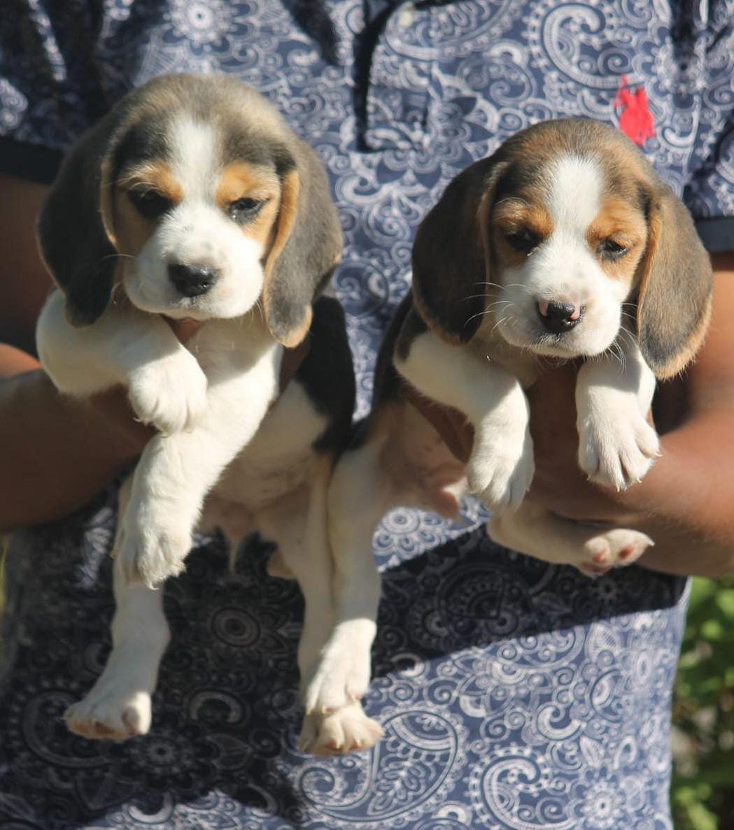 Beagle puppy price